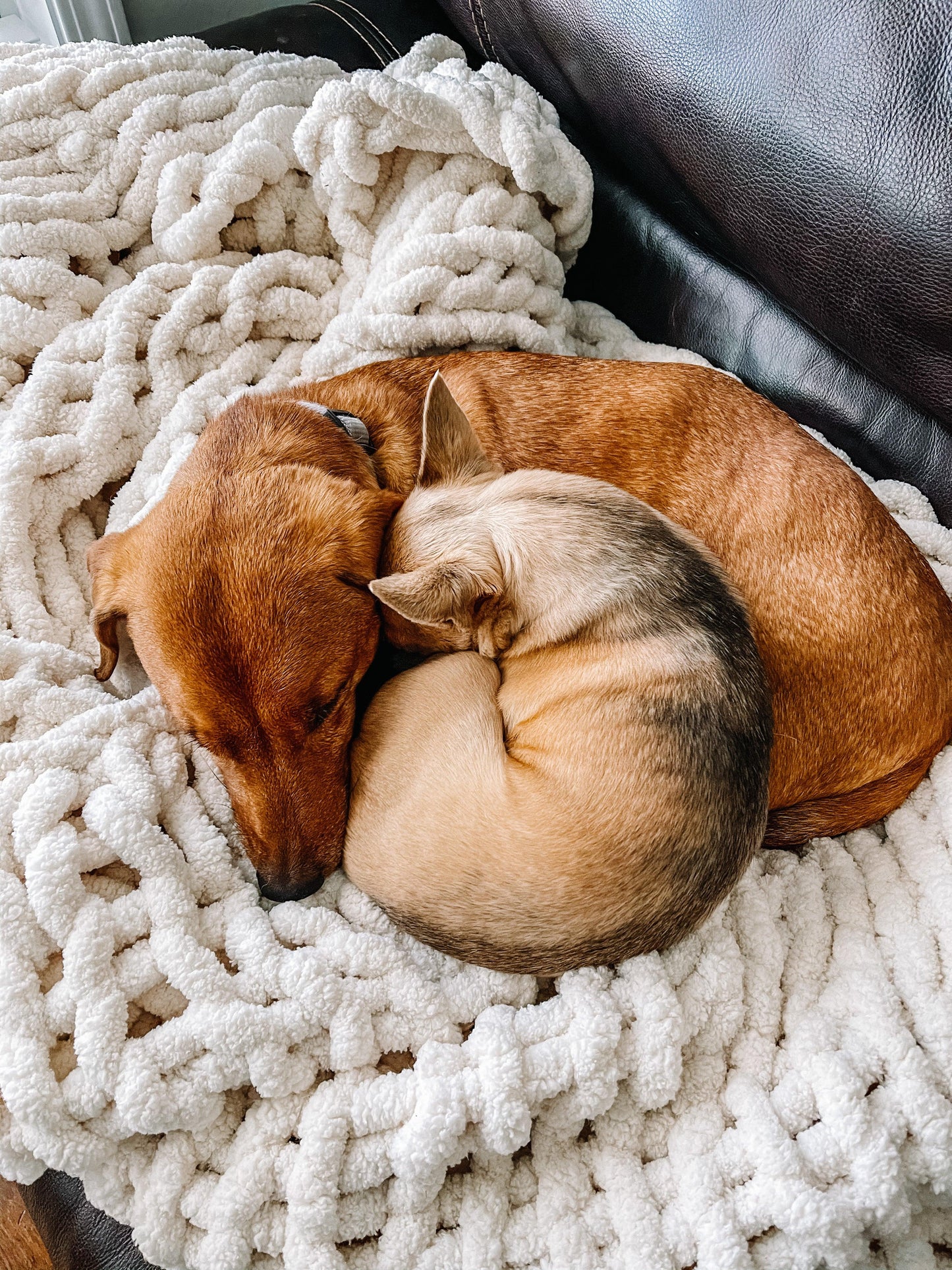 Ivory Furbaby Cozy Throw - Best Cozy Throws