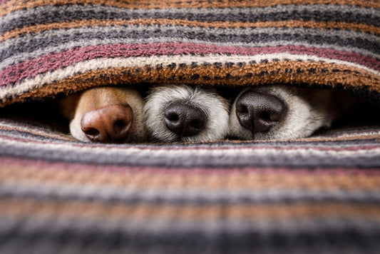 7 Benefits Of Comforting Your Dog With Blankets